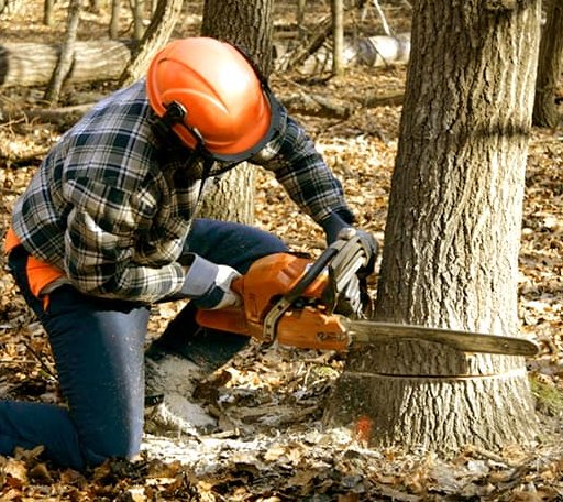 Tree Removal in Mentone, TX